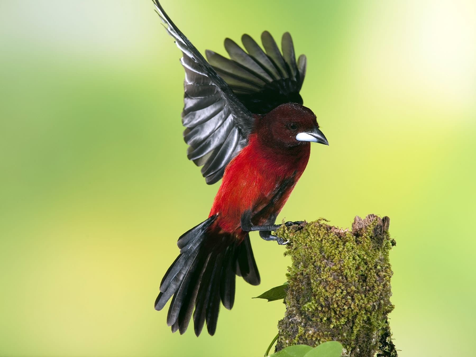 Crimson-backed Tanager landing on tree trunk