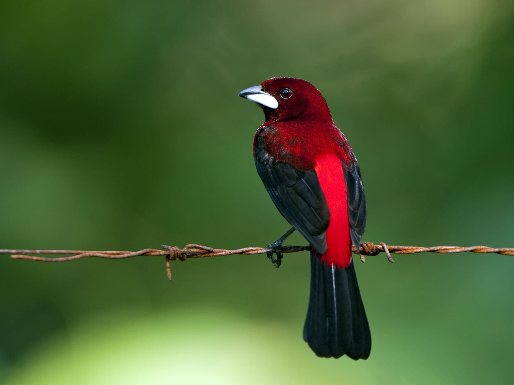 Crimson-backed Tanager sitting on barbed wire