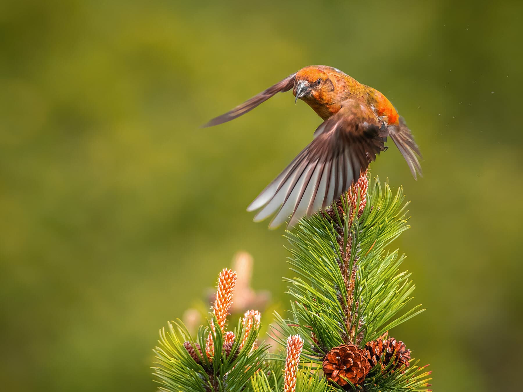 Crossbill flying around feeding grounds