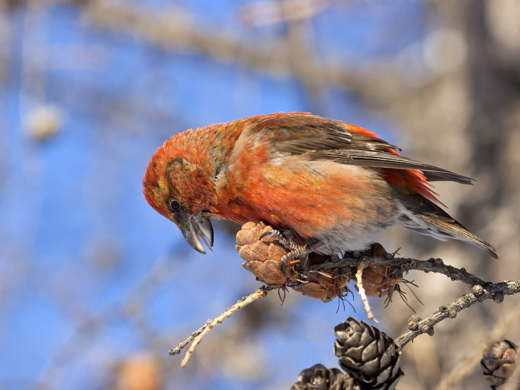 Crossbill feeding on conifer seeds