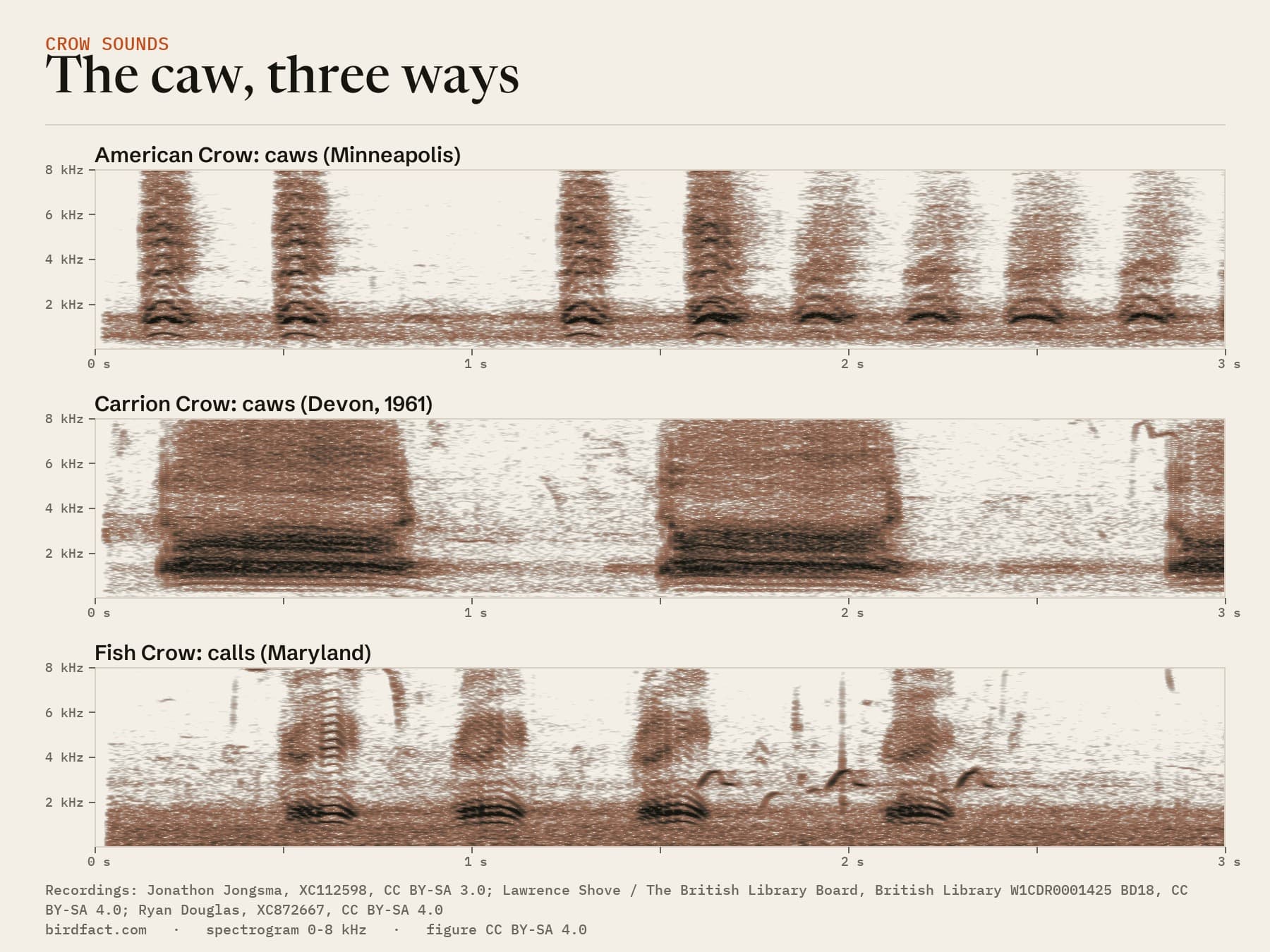 The caw, three ways, drawn from recordings on this page on the same scale (0 to 8 kHz, 3 seconds each). In these recordings, each American Crow caw lasts under a fifth of a second and each Carrion Crow caw over half a second; the Fish Crow's calls are short and nasal