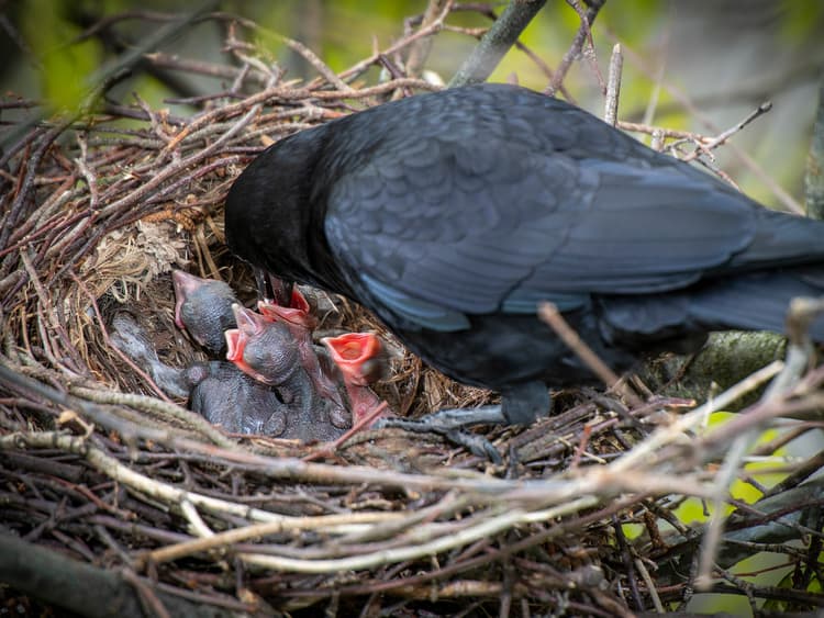 Baby Crows: All You Need to Know (with Pictures) | Birdfact
