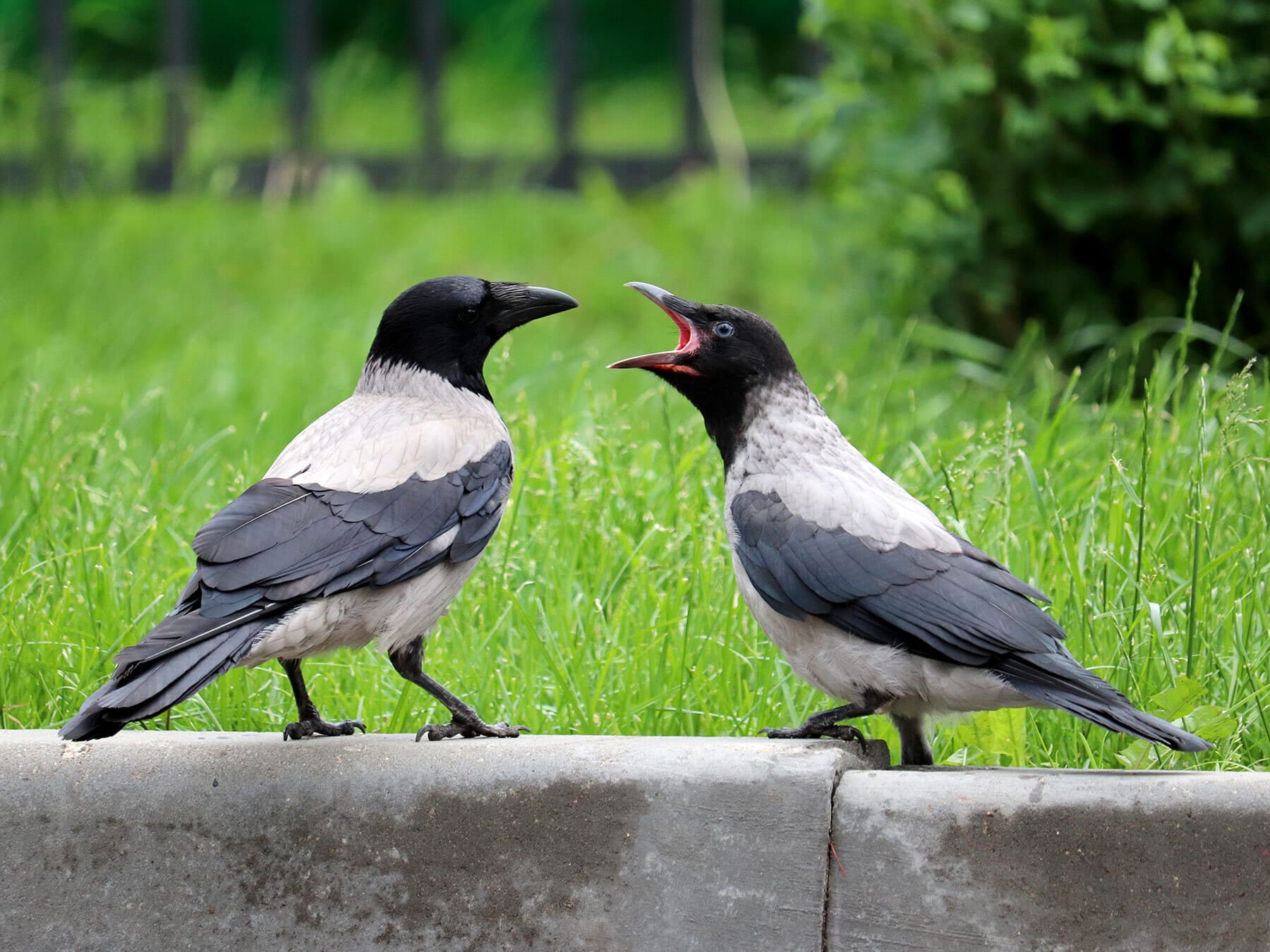 Can Crows Talk? | Birdfact