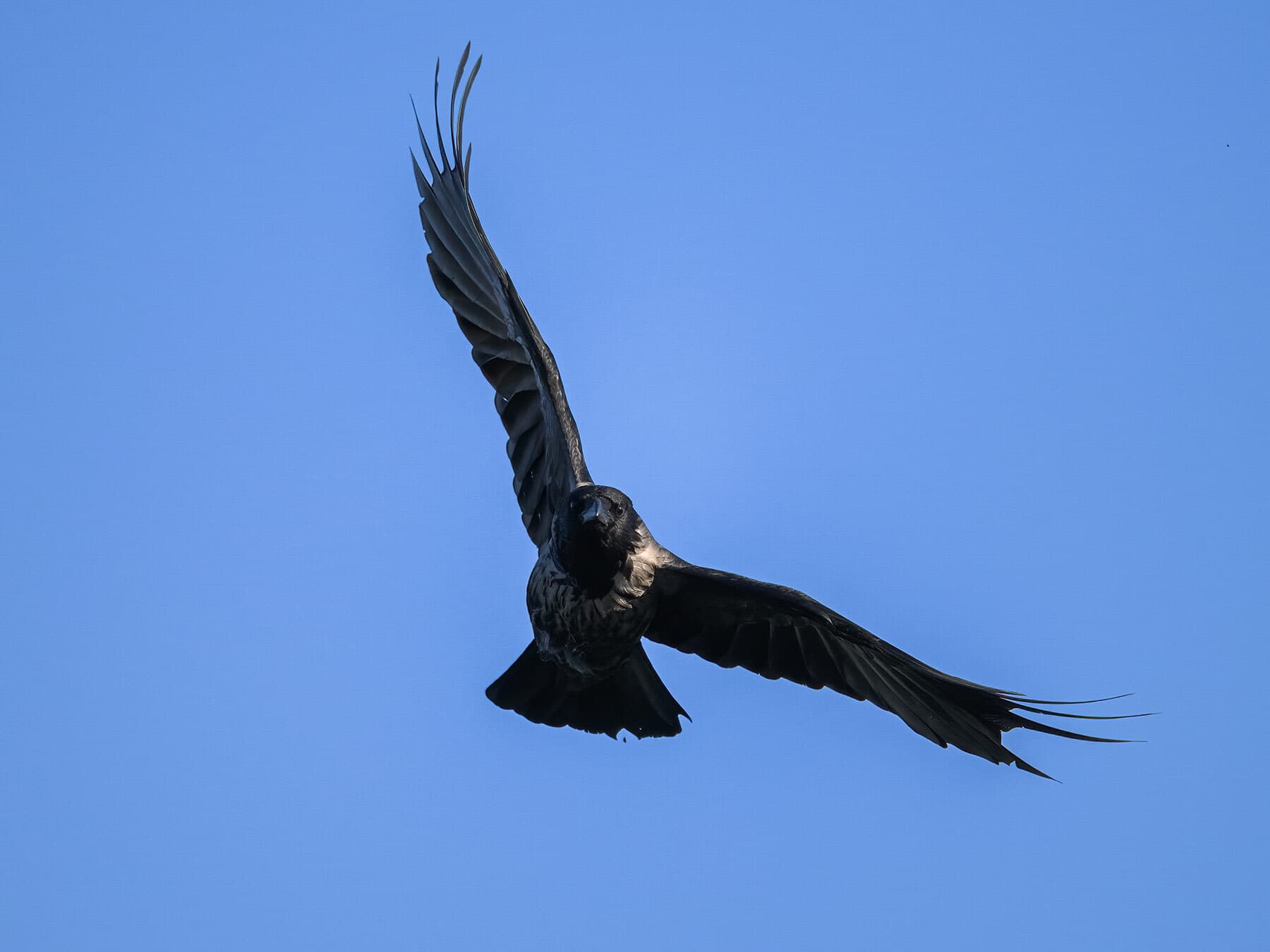 Crow flying