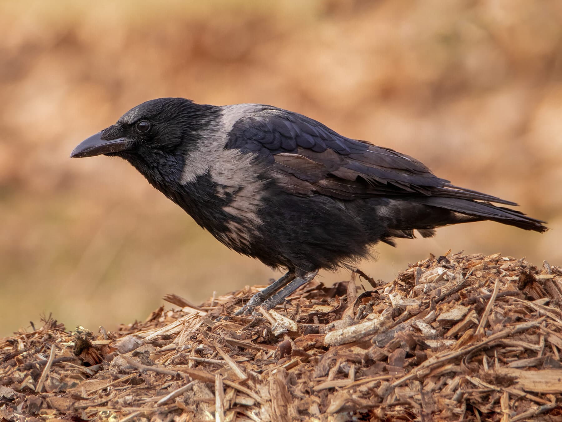 Crow intelligence