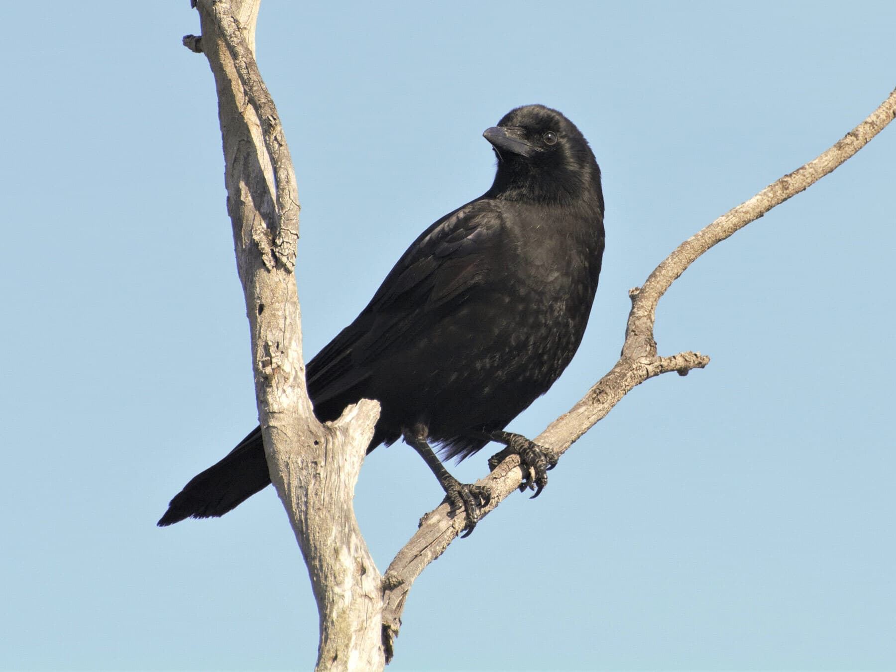 Crow looking