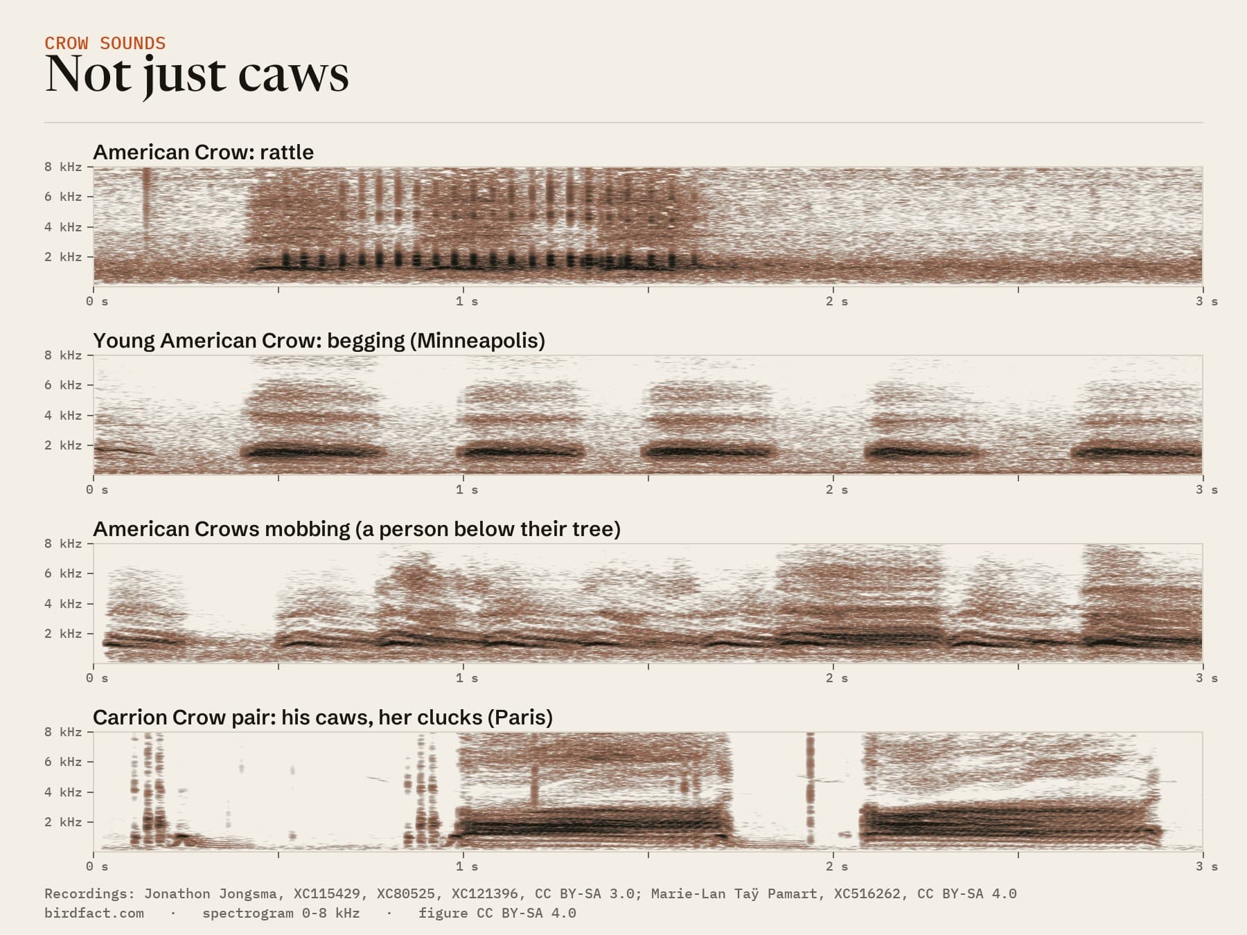 Not just caws: an American Crow's rattle (a short, fast one: about twenty clicks in just over a second), a young American Crow begging, American Crows mobbing, and a Carrion Crow pair, the female clucking between the male's long caws. Drawn from recordings on this page, same scale as above