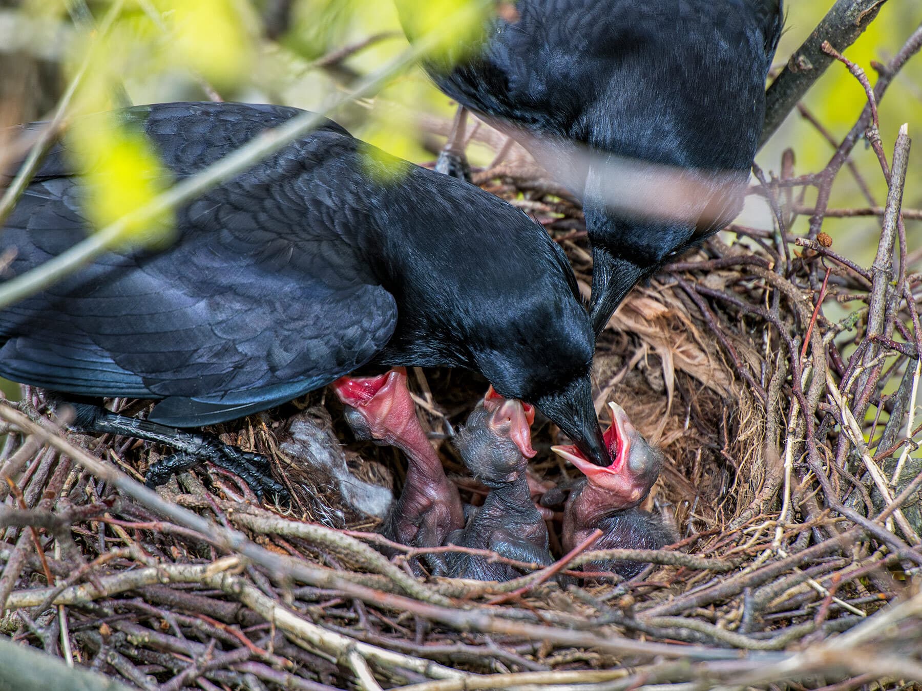 Crow chicks begging with bright red mouths as a parent feeds them
