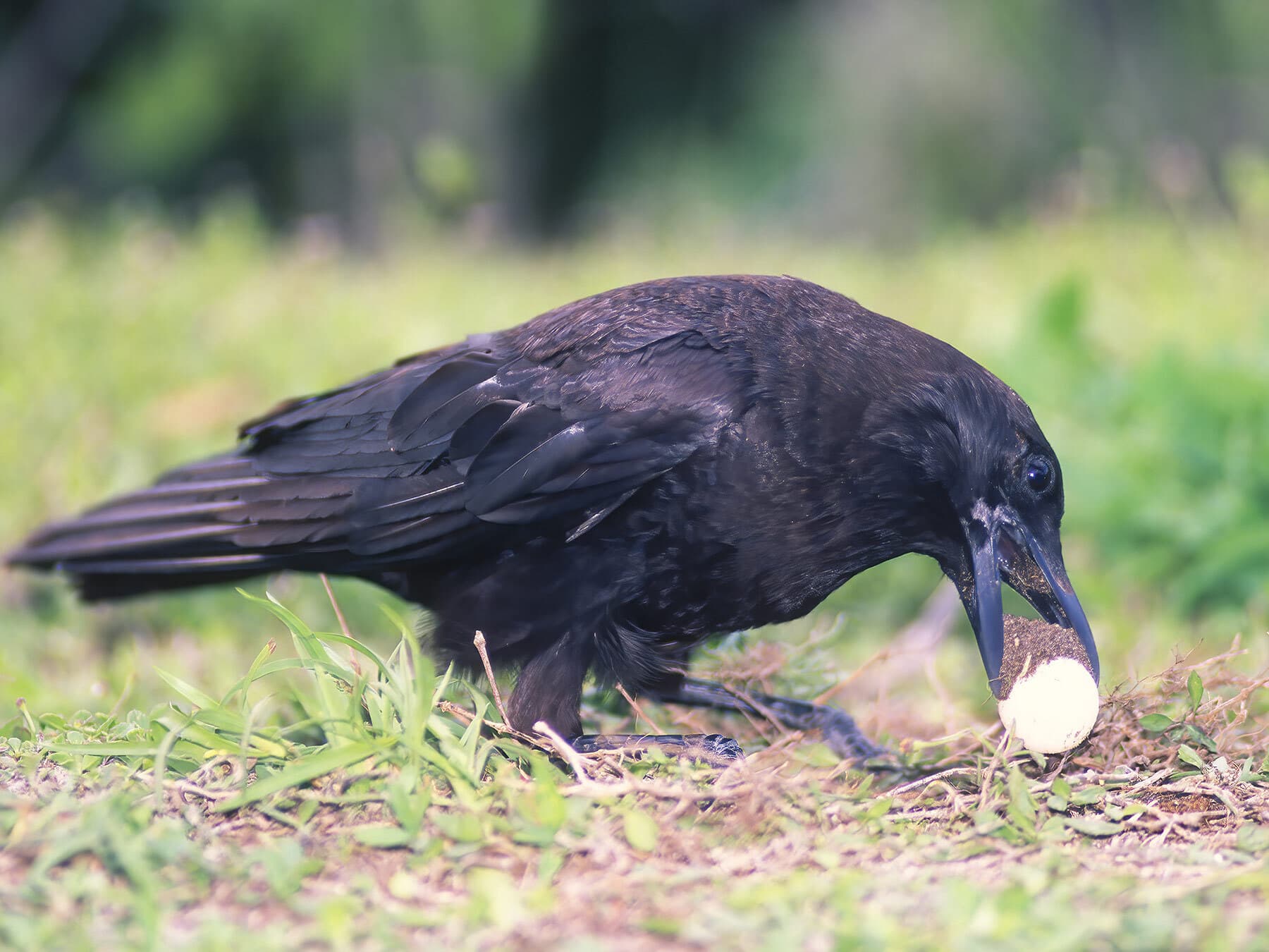 Crow stealing an egg