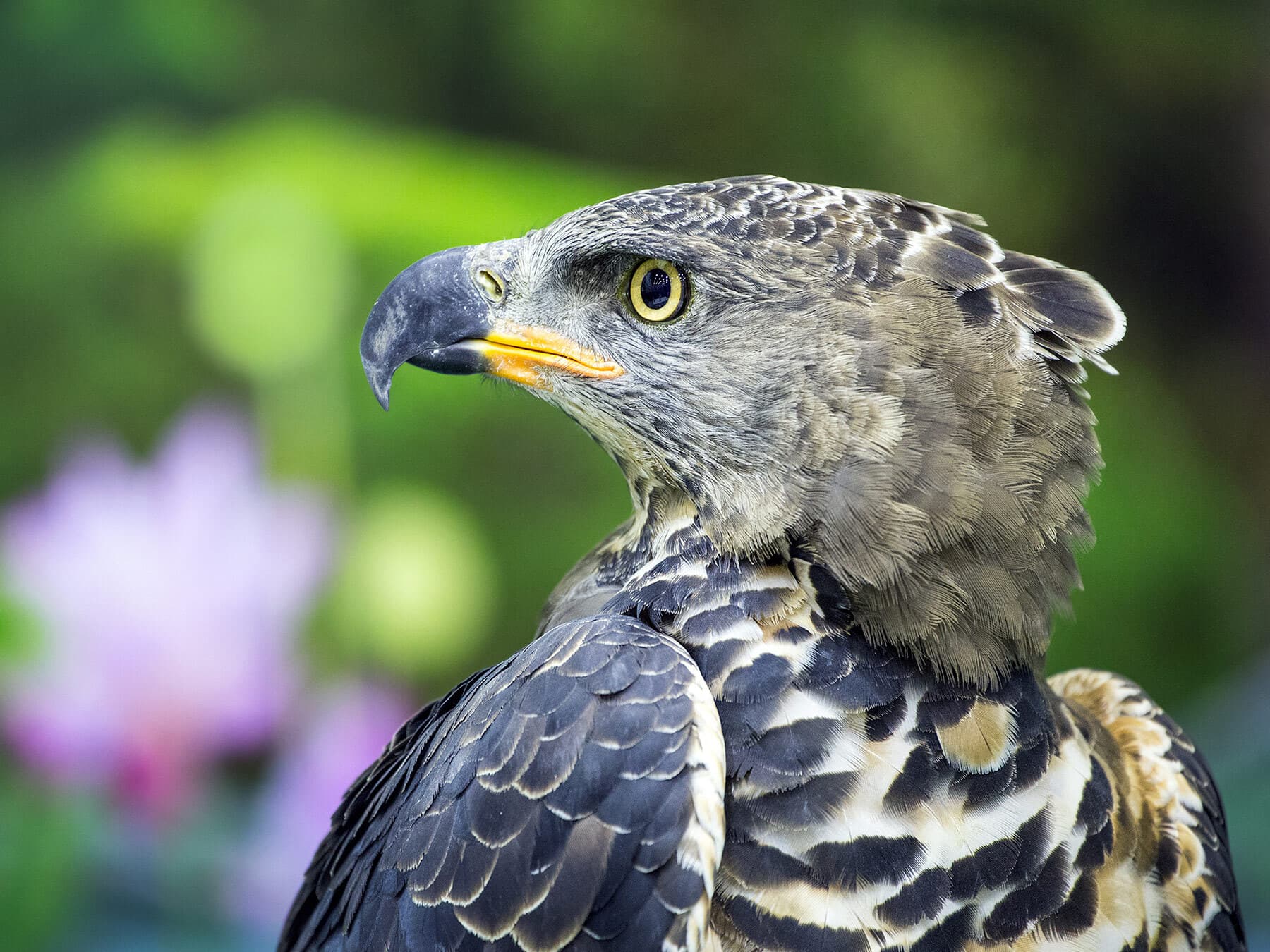 Close up portrait of a Crowned Eagle