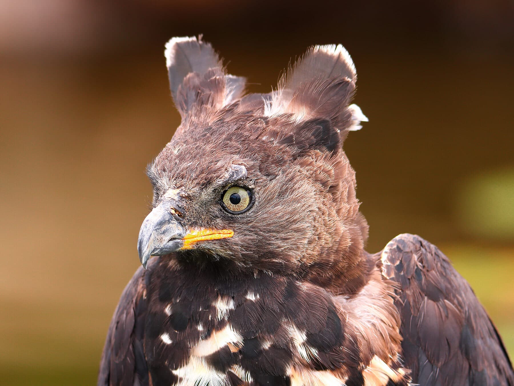 Close up shot of a Crowned Eagle