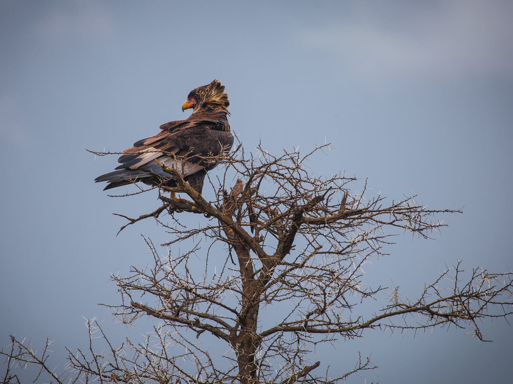 Crowned Eagle perched in a tree, on the look out for prey