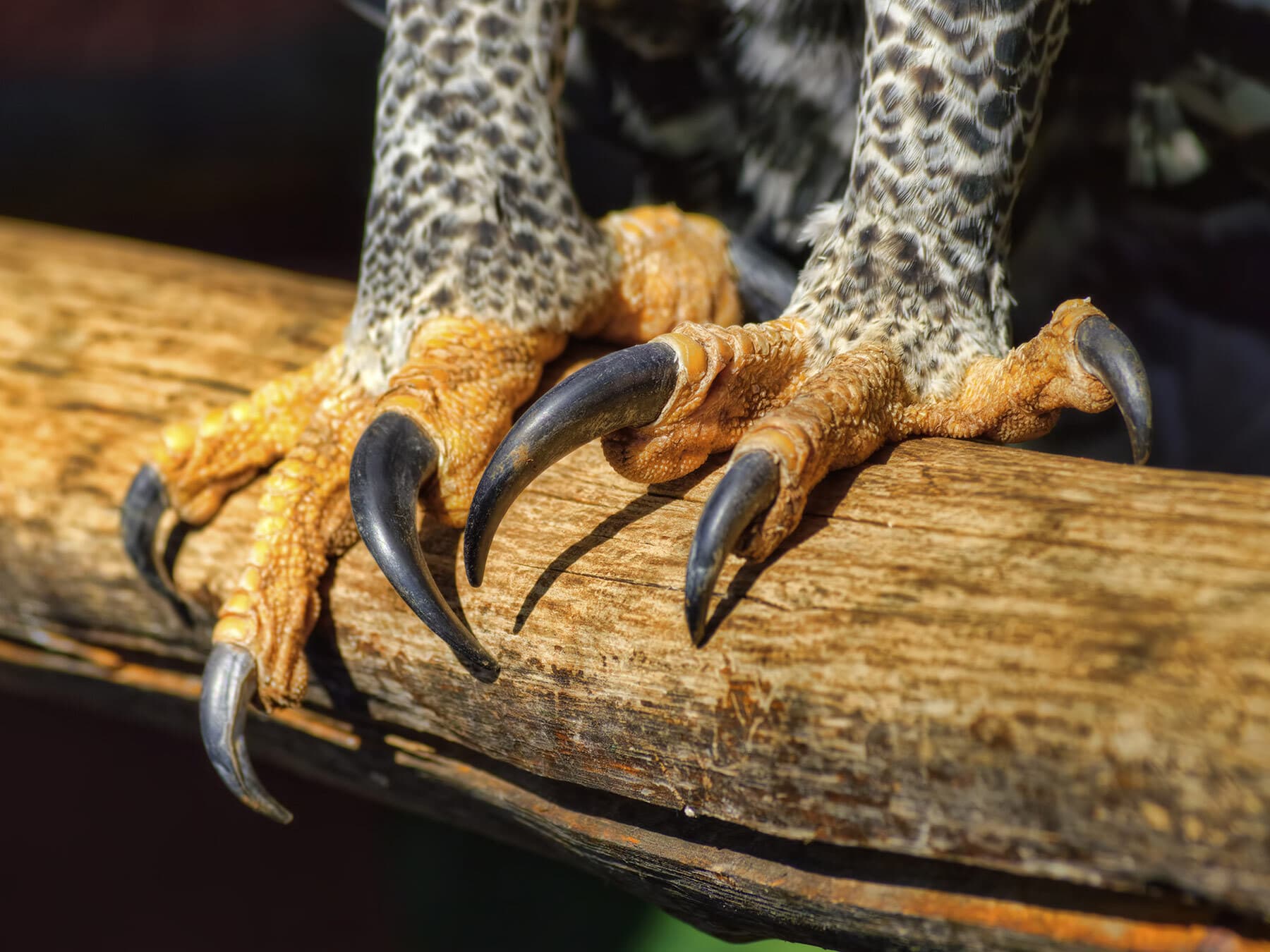 Close up of the powerful talons of a Crowned Eagle