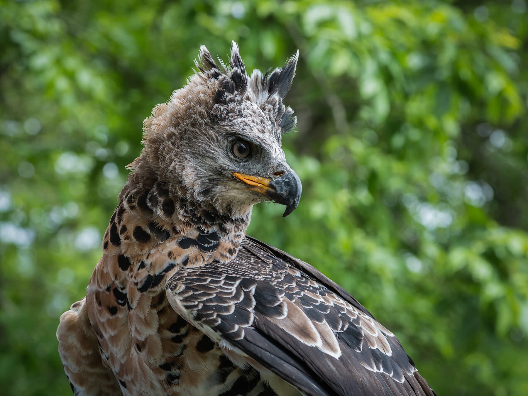 Crowned eagle