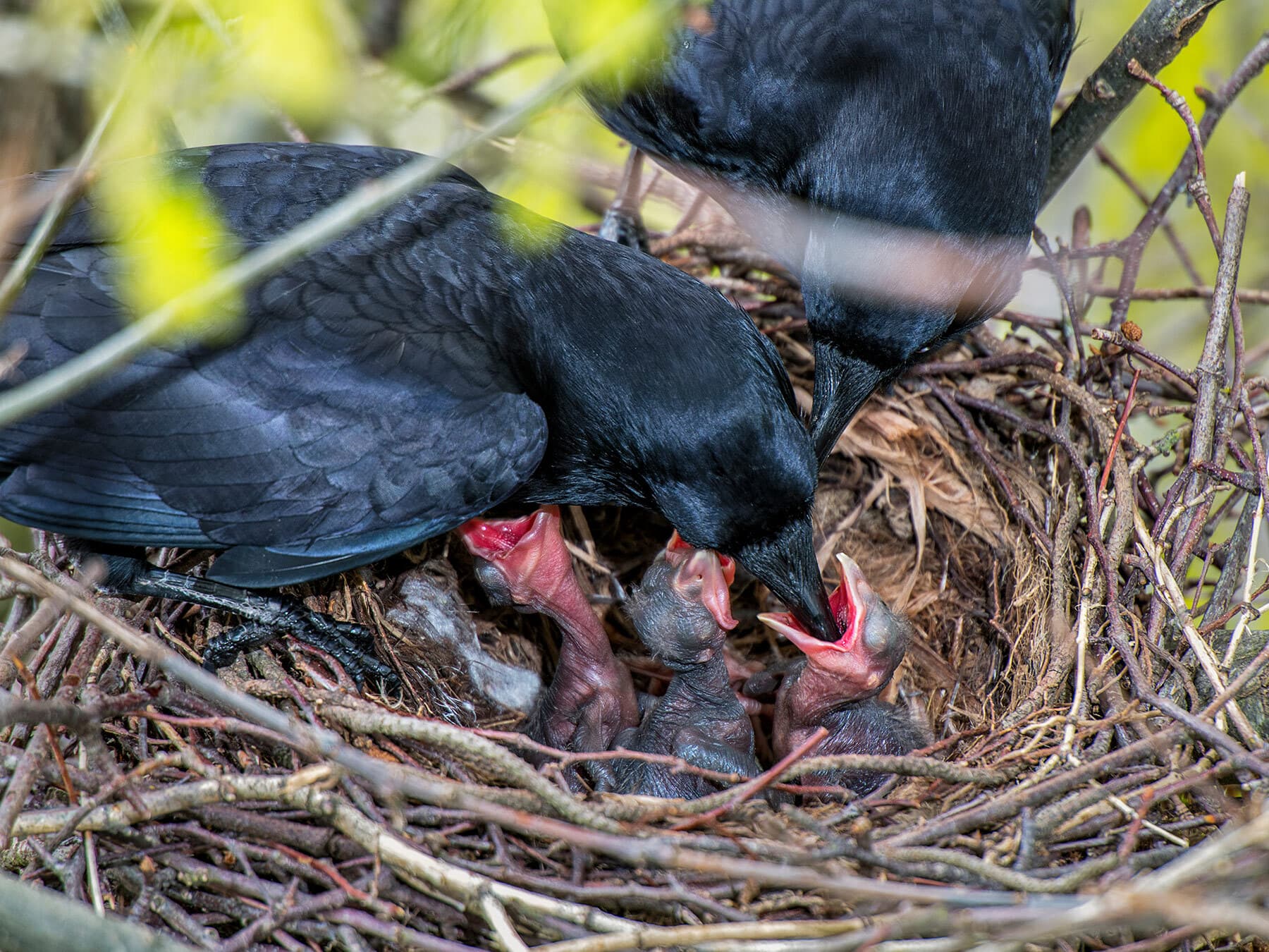 Crows feeding chicks
