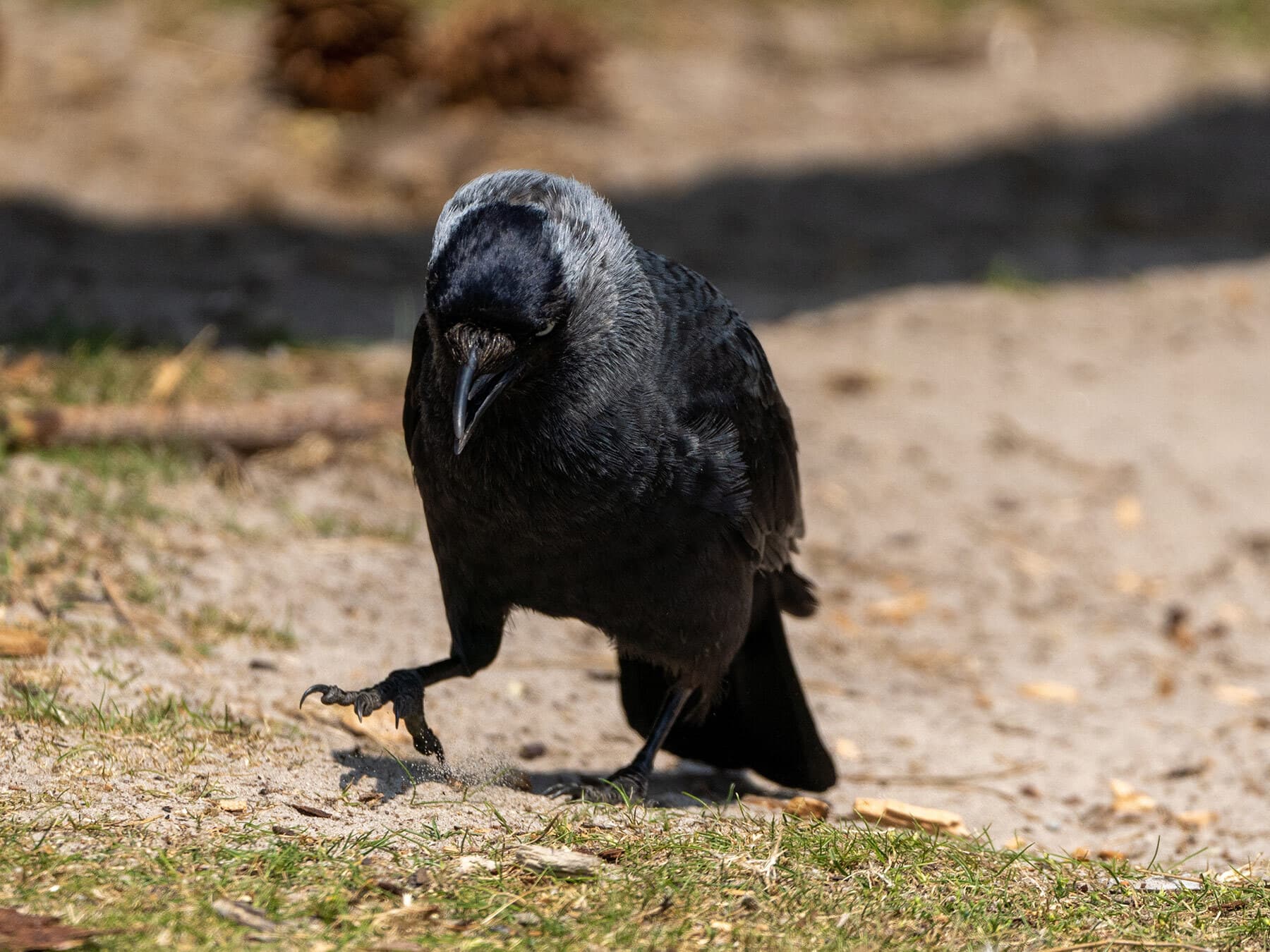 Crows remember faces