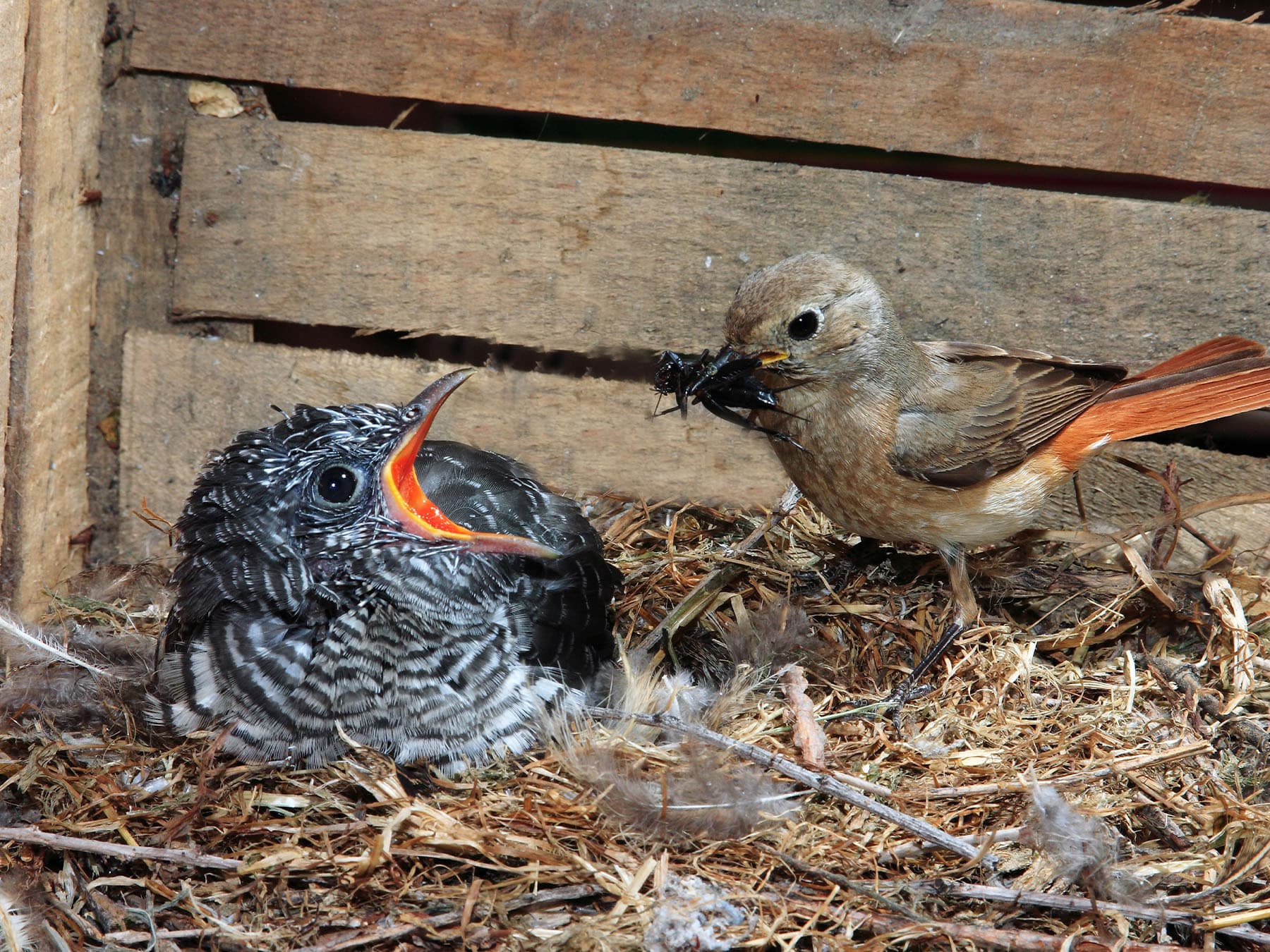 Cuckoo chick in nest redstart