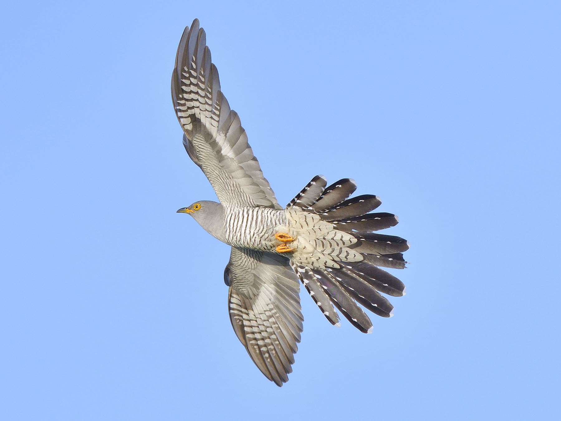 Common Cuckoo in flight
