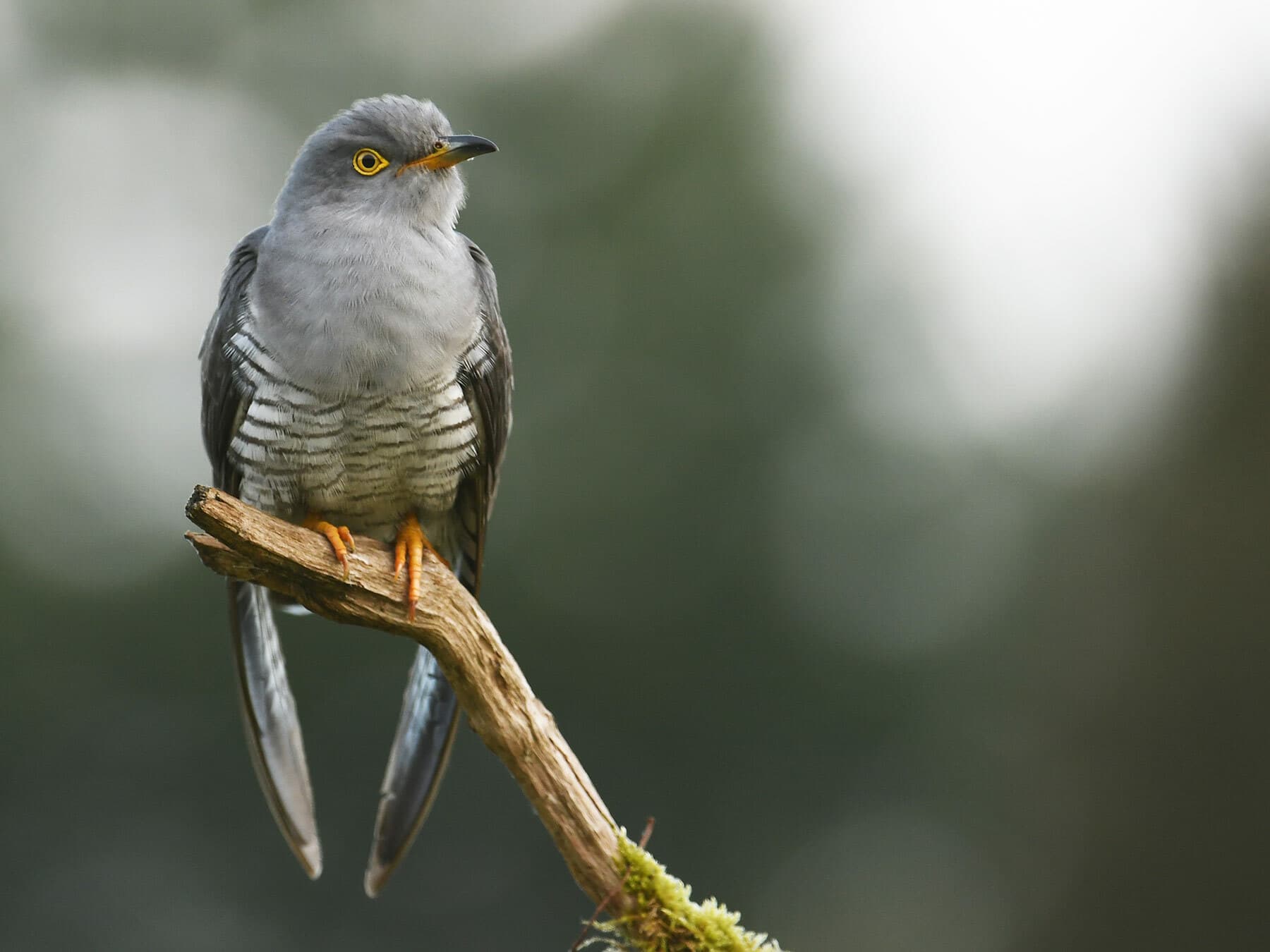 Close up of a perched Cuckoo
