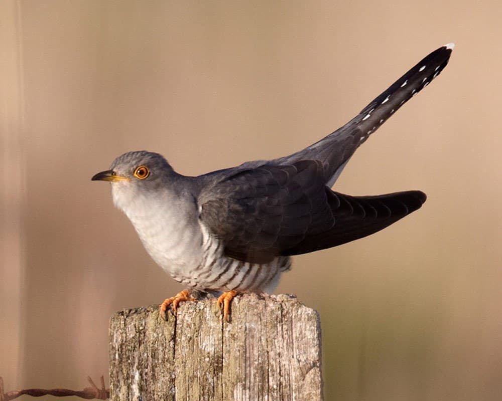 Cuckoo perched on branch