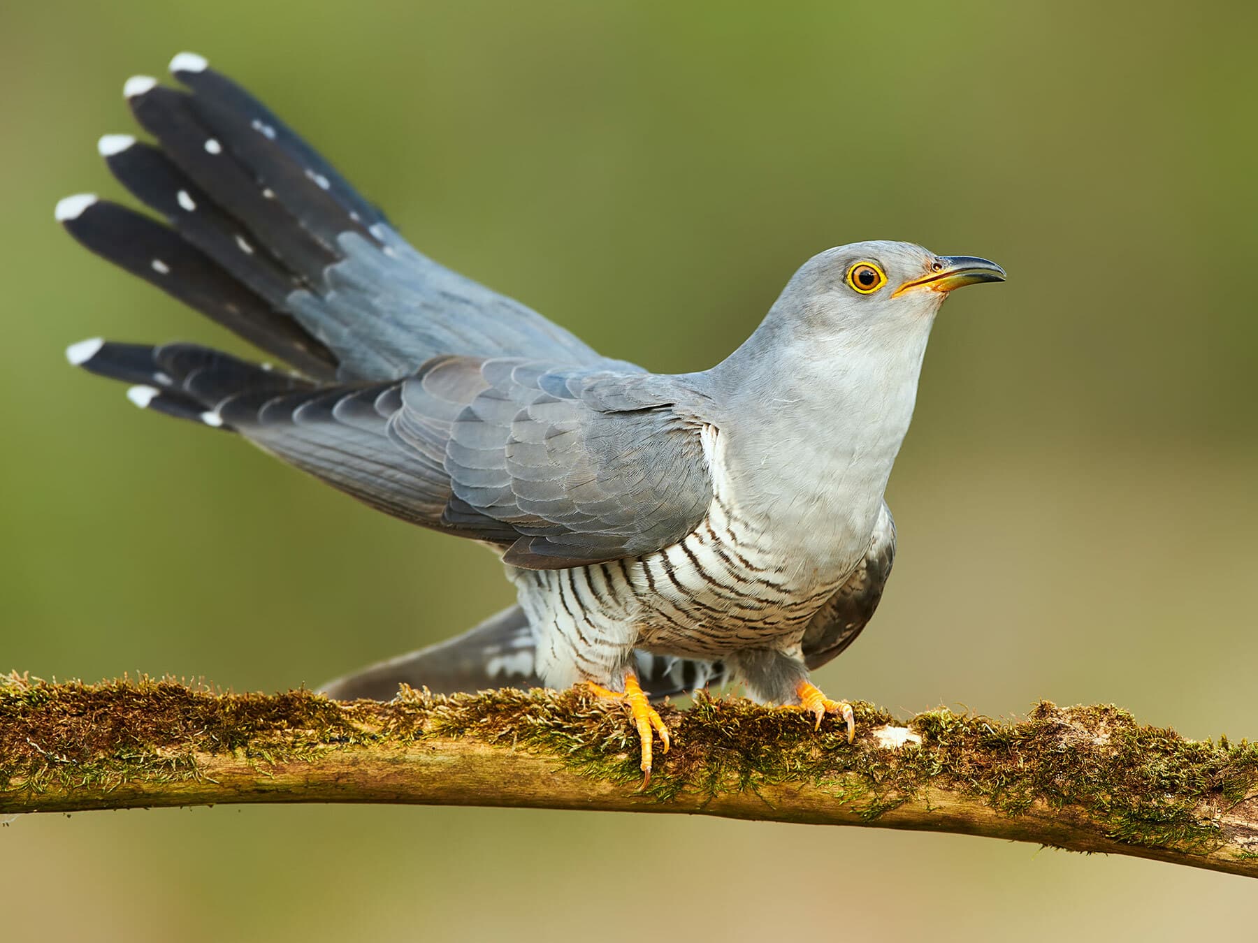 Close up of a Cuckoo perched on a branch