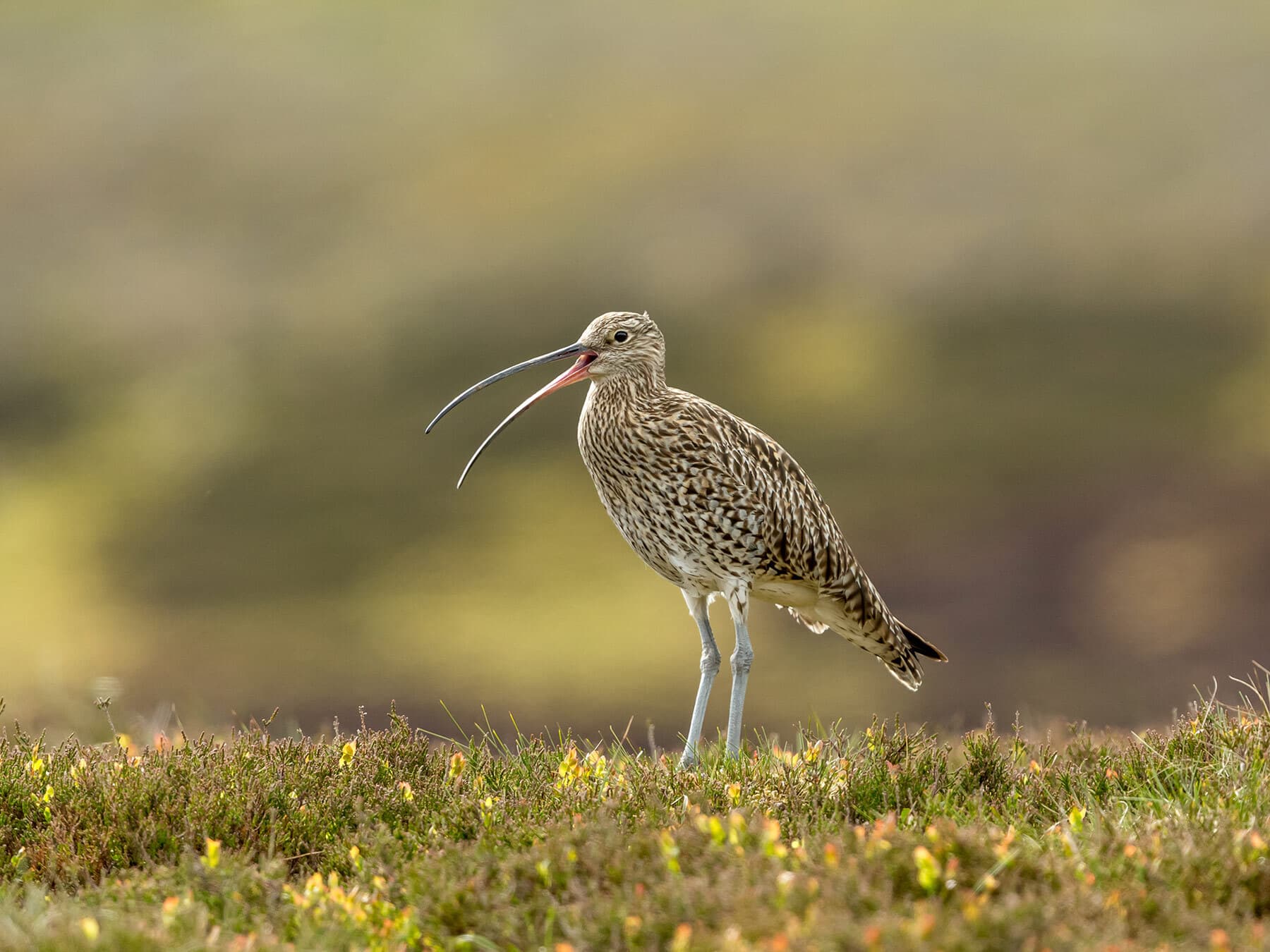 Curlew calling