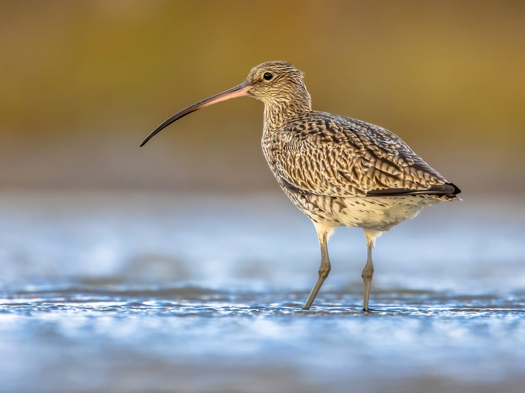 Moorlands and bogs are great places to spot Curlews