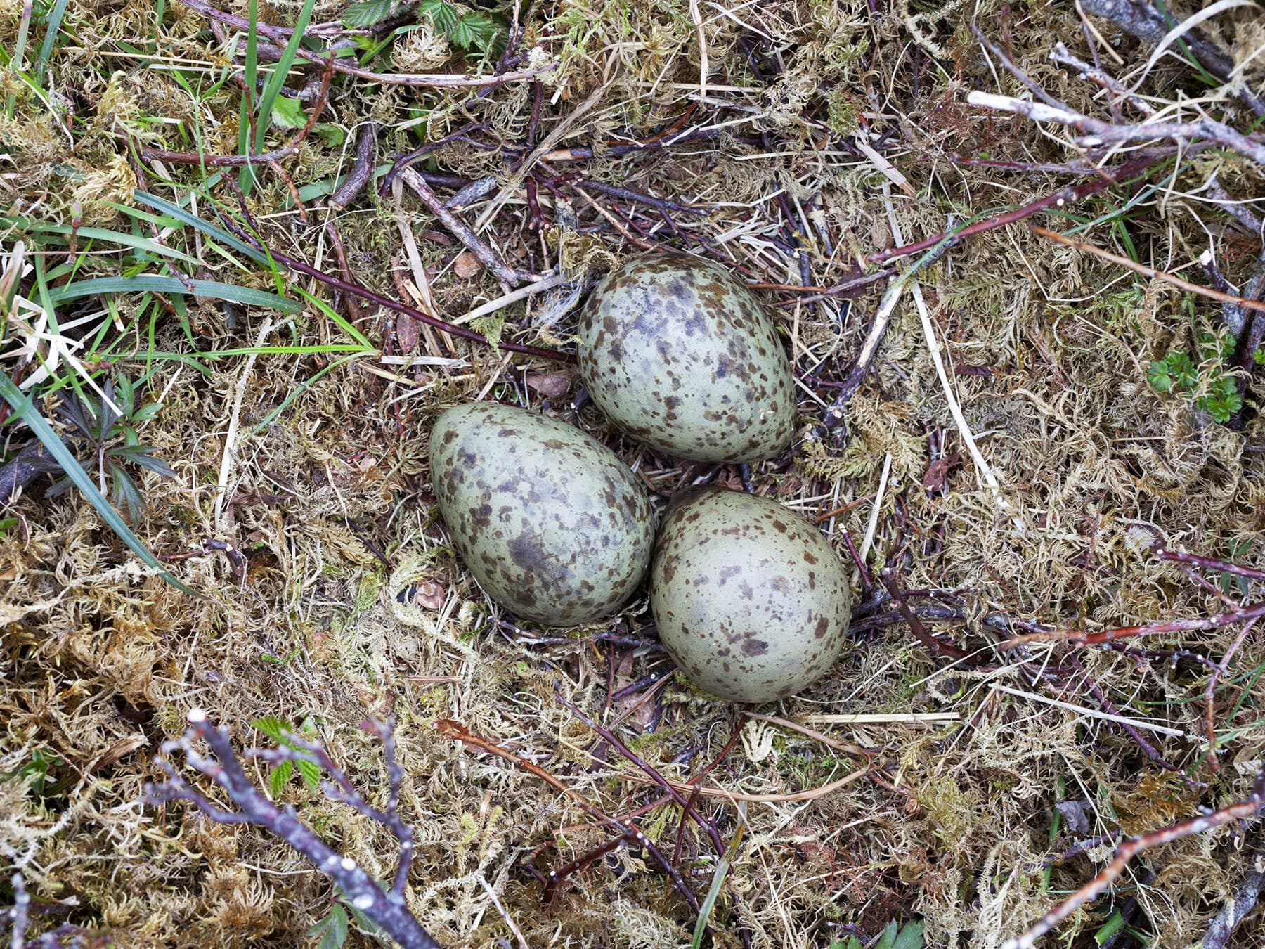 The nest of a curlew with three eggs inside