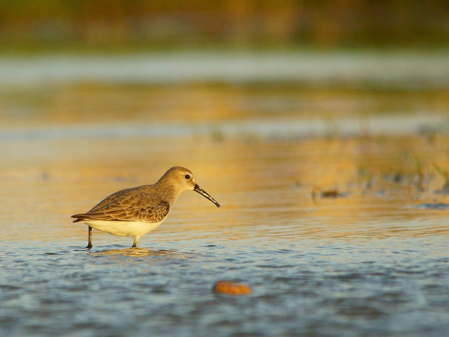 Curlew Sandpiper walking through the water