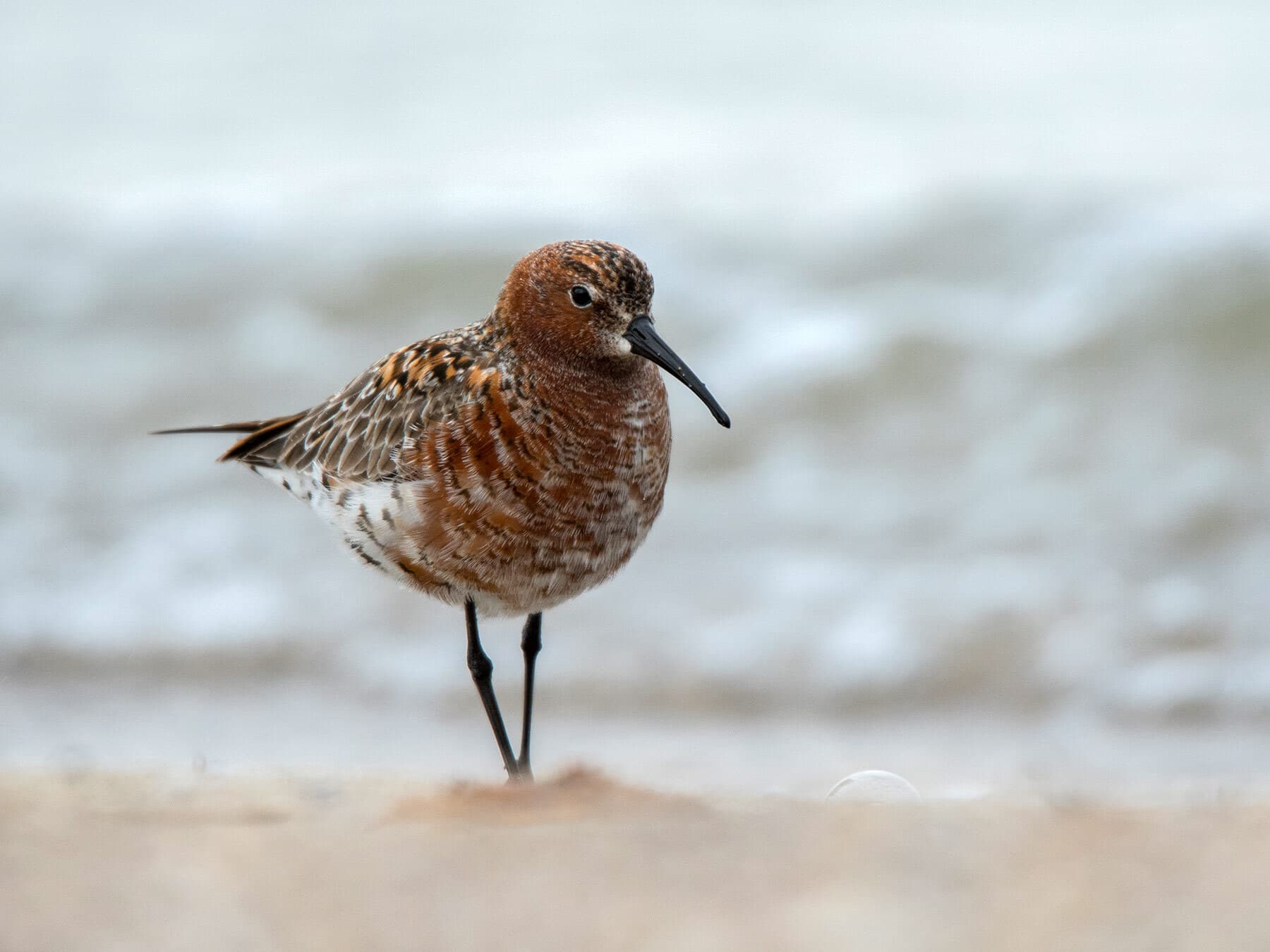 Curlew Sandpiper in summer plumage