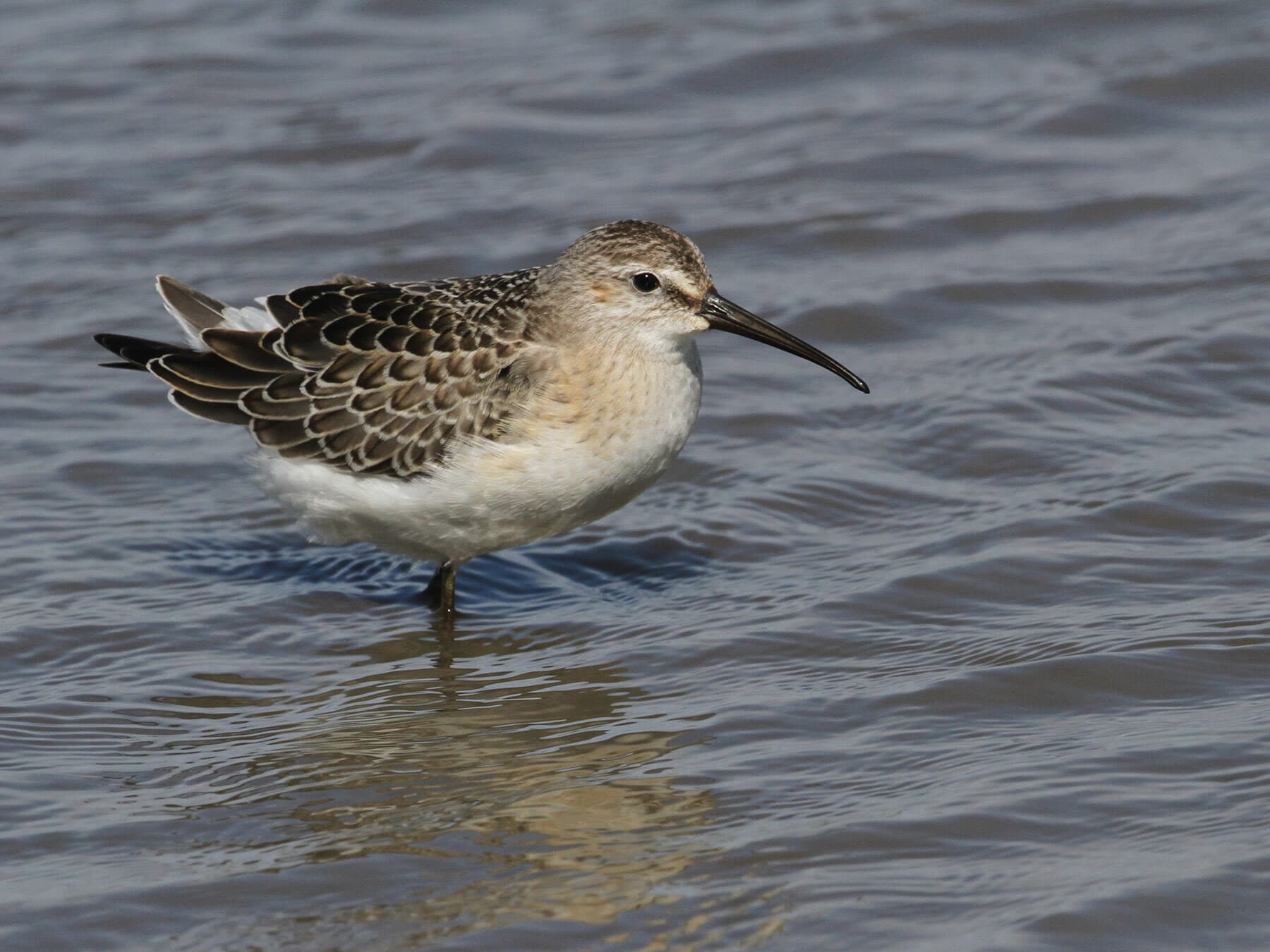 Curlew Sandpiper in water