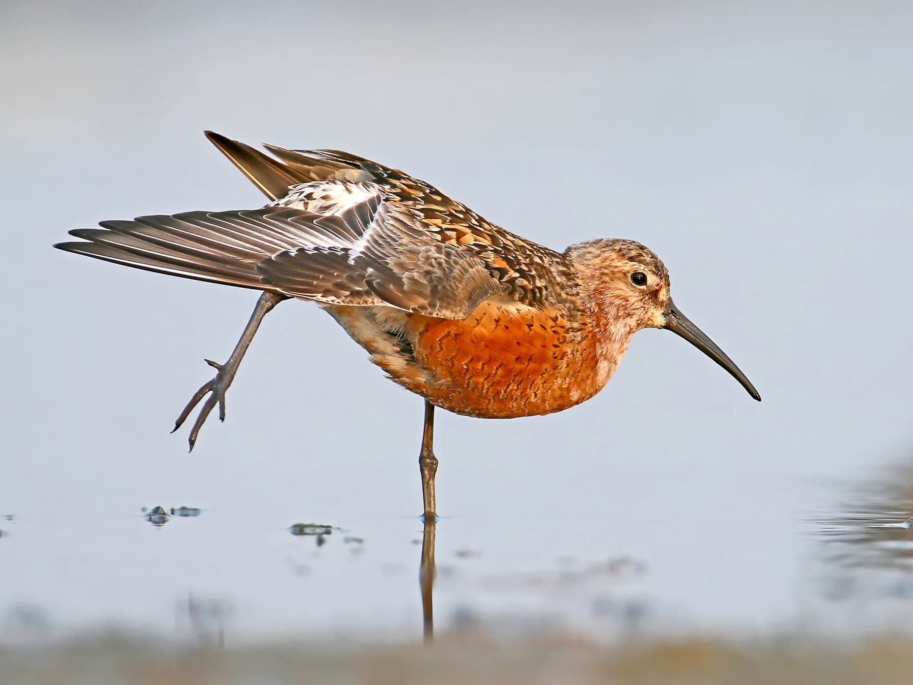 Curlew Sandpiper in breeding plumage