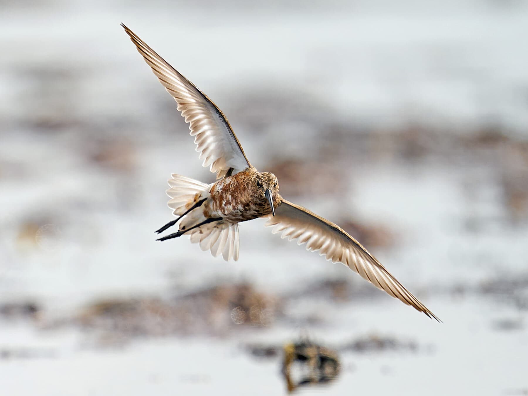 Curlew Sandpiper in flight
