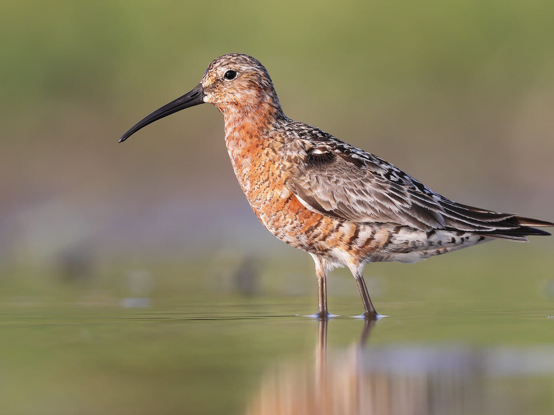 Curlew sandpiper