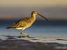 Curlew