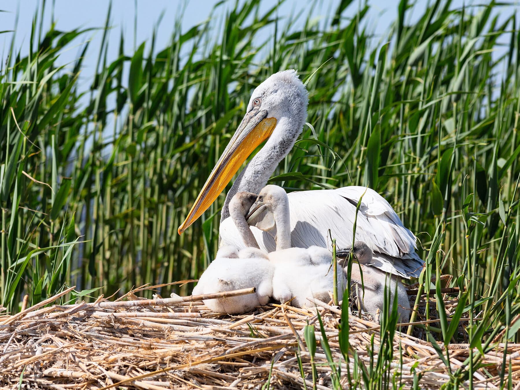 Dalmatian pelican chicks