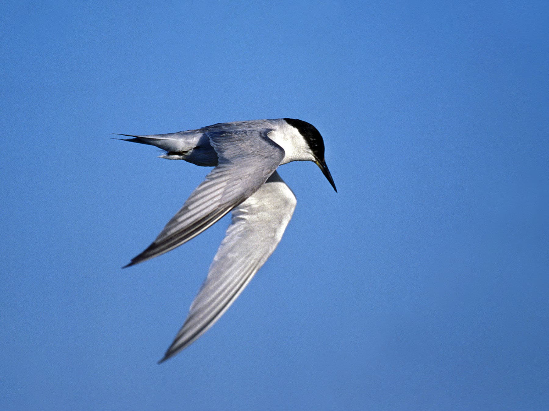 Damara Tern in-flight