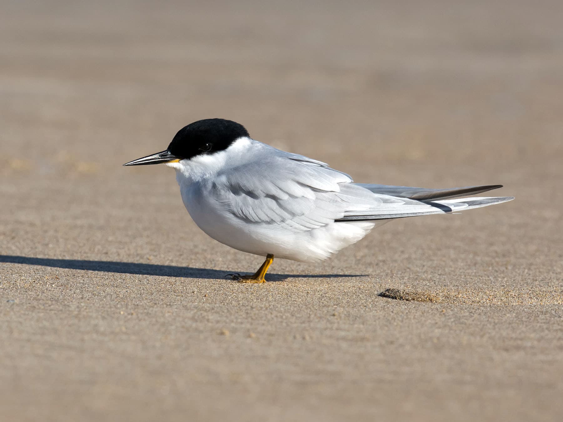 Damara Tern