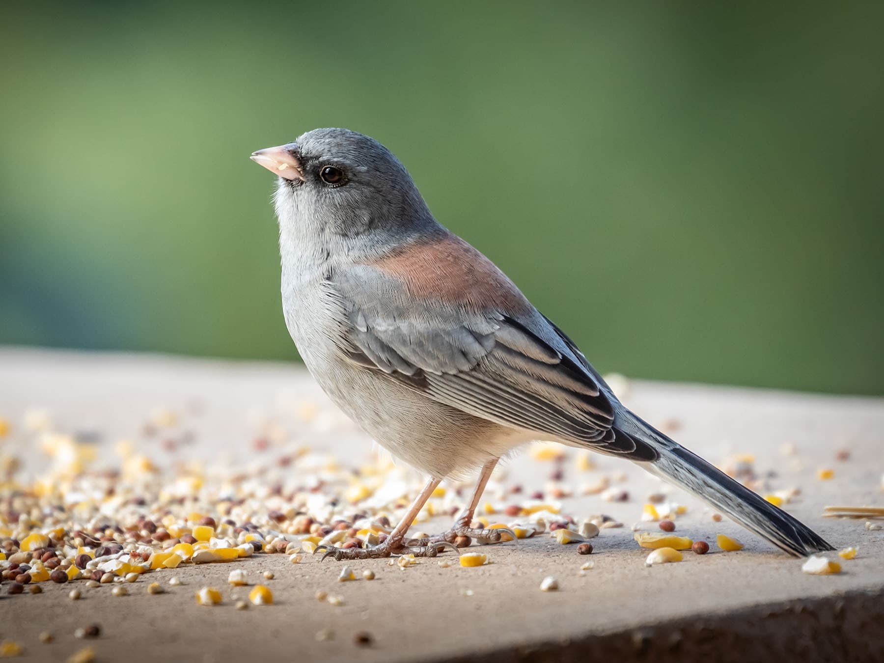 A Gray-headed Dark-eyed Junco: gray, with black lores and a rusty patch on the back