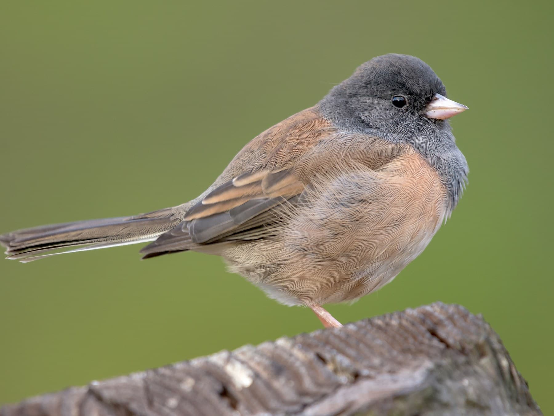 An Oregon Dark-eyed Junco with a female's gray hood, brown back, rusty-buff sides and pale pink bill