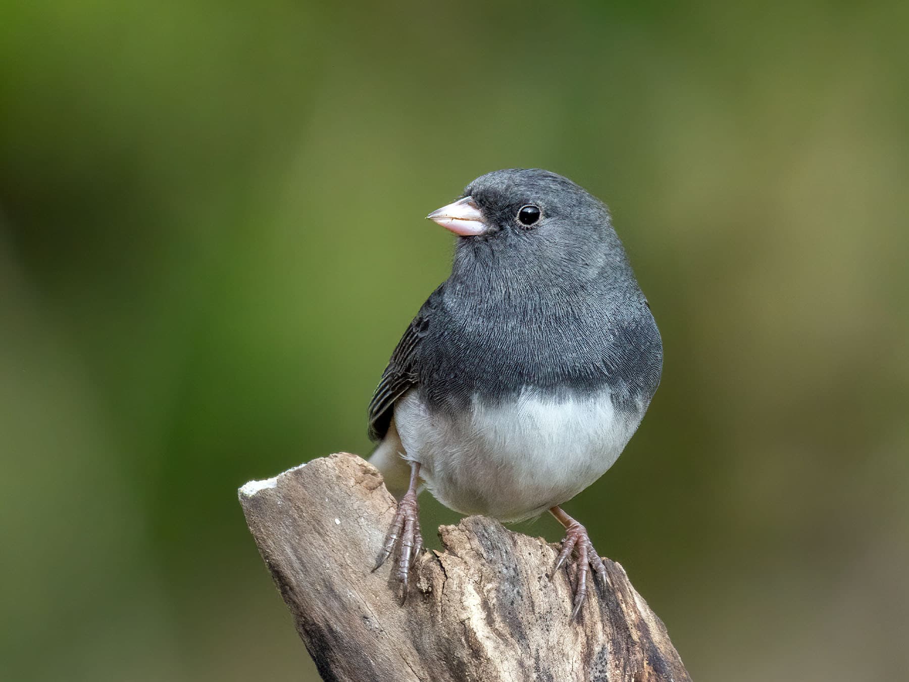A male Slate-colored Dark-eyed Junco: slate-gray hood, back and sides, white belly
