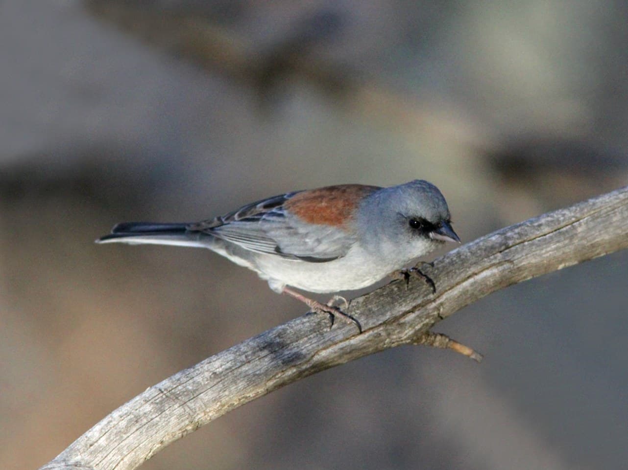 A Red-backed Dark-eyed Junco: pale gray, black lores, rusty back and a dark upper bill