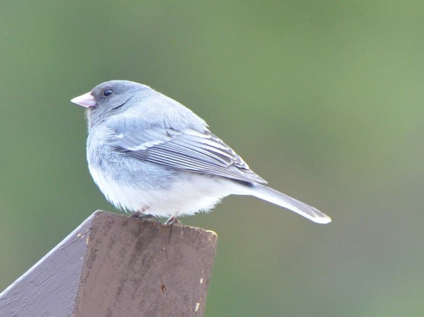 A White-winged Dark-eyed Junco: pale blue-gray, with two thin white wing-bars