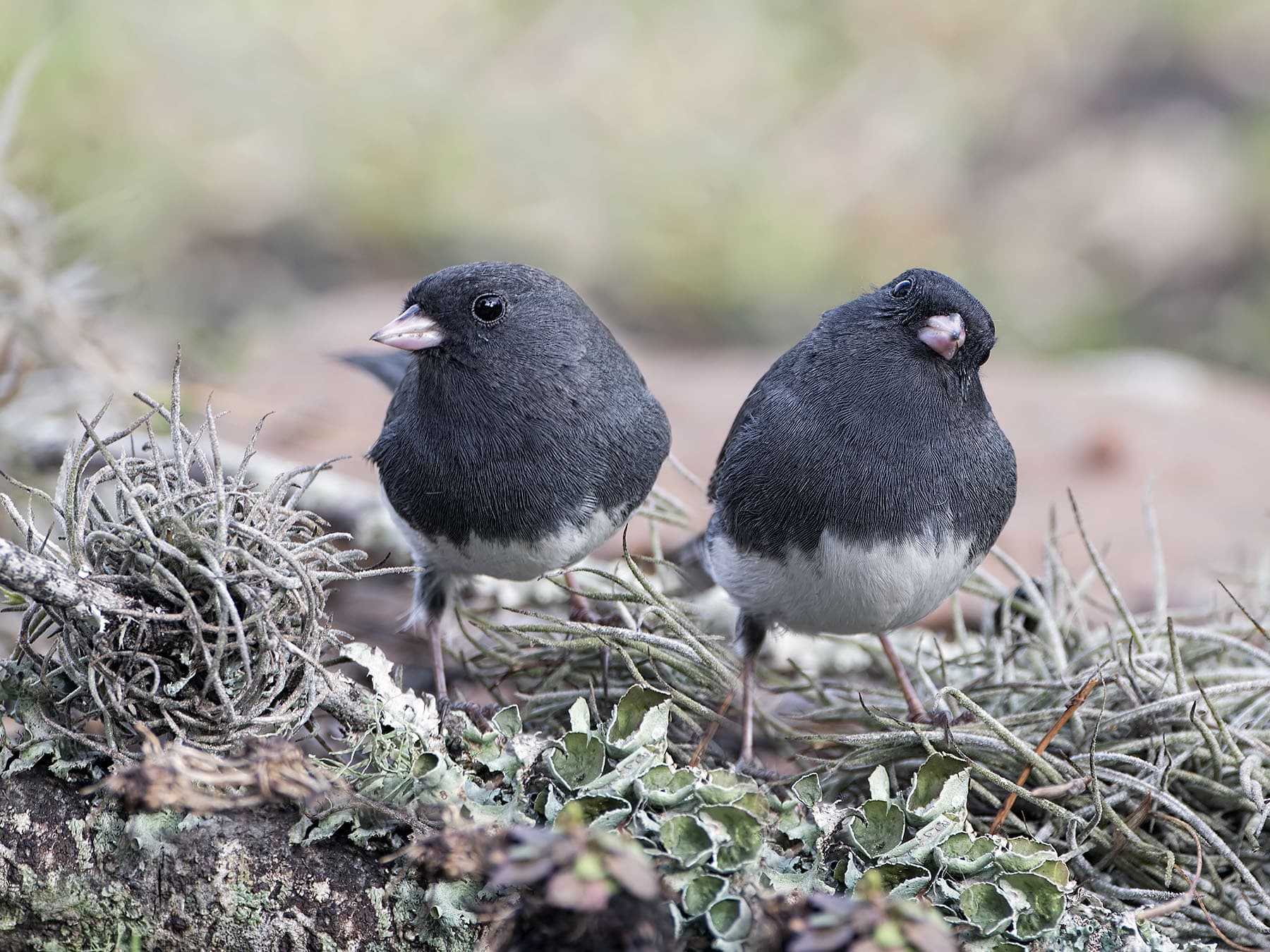 Two male Slate-colored Dark-eyed Juncos on the ground
