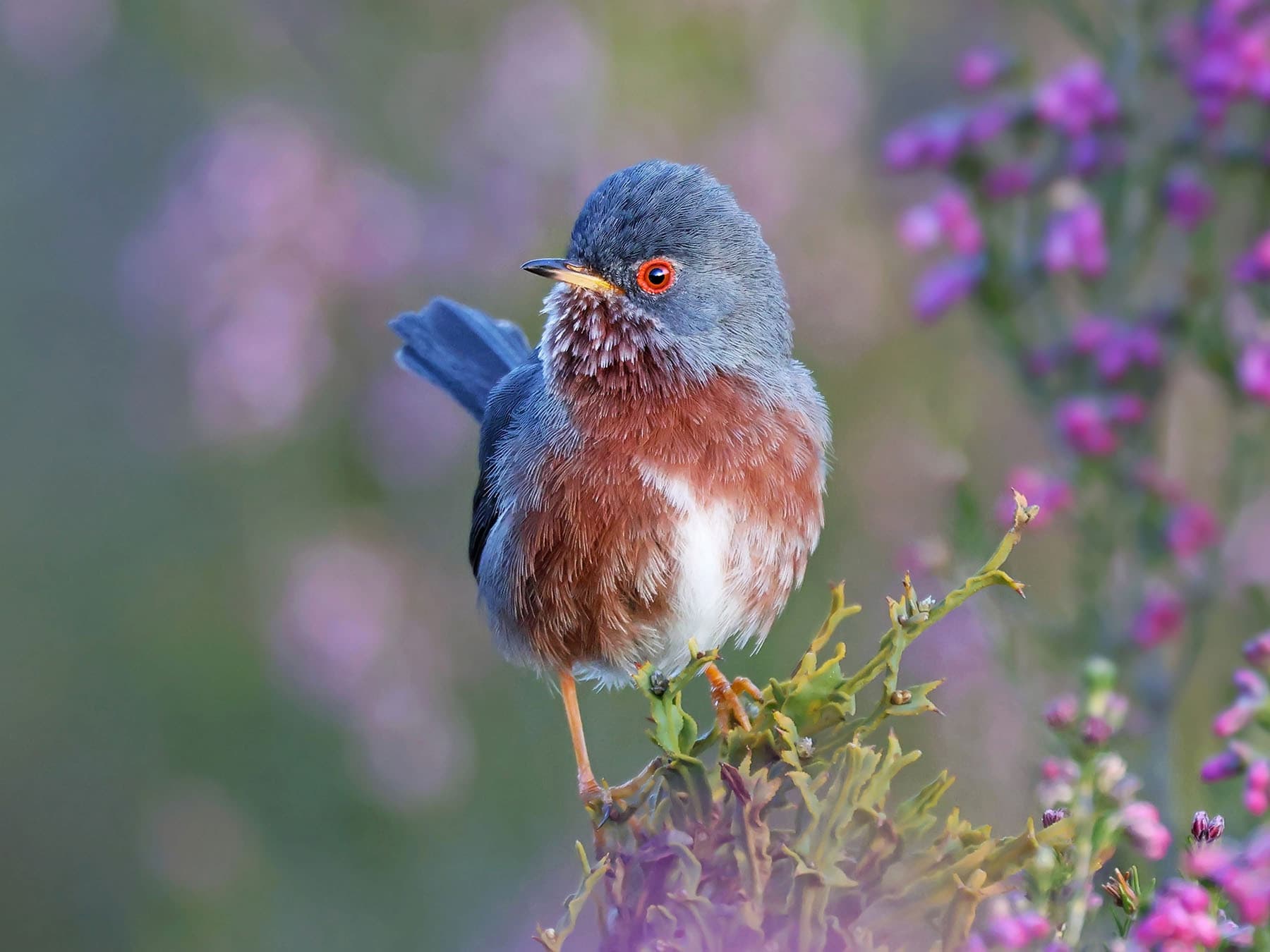 Perched Dartford Warbler