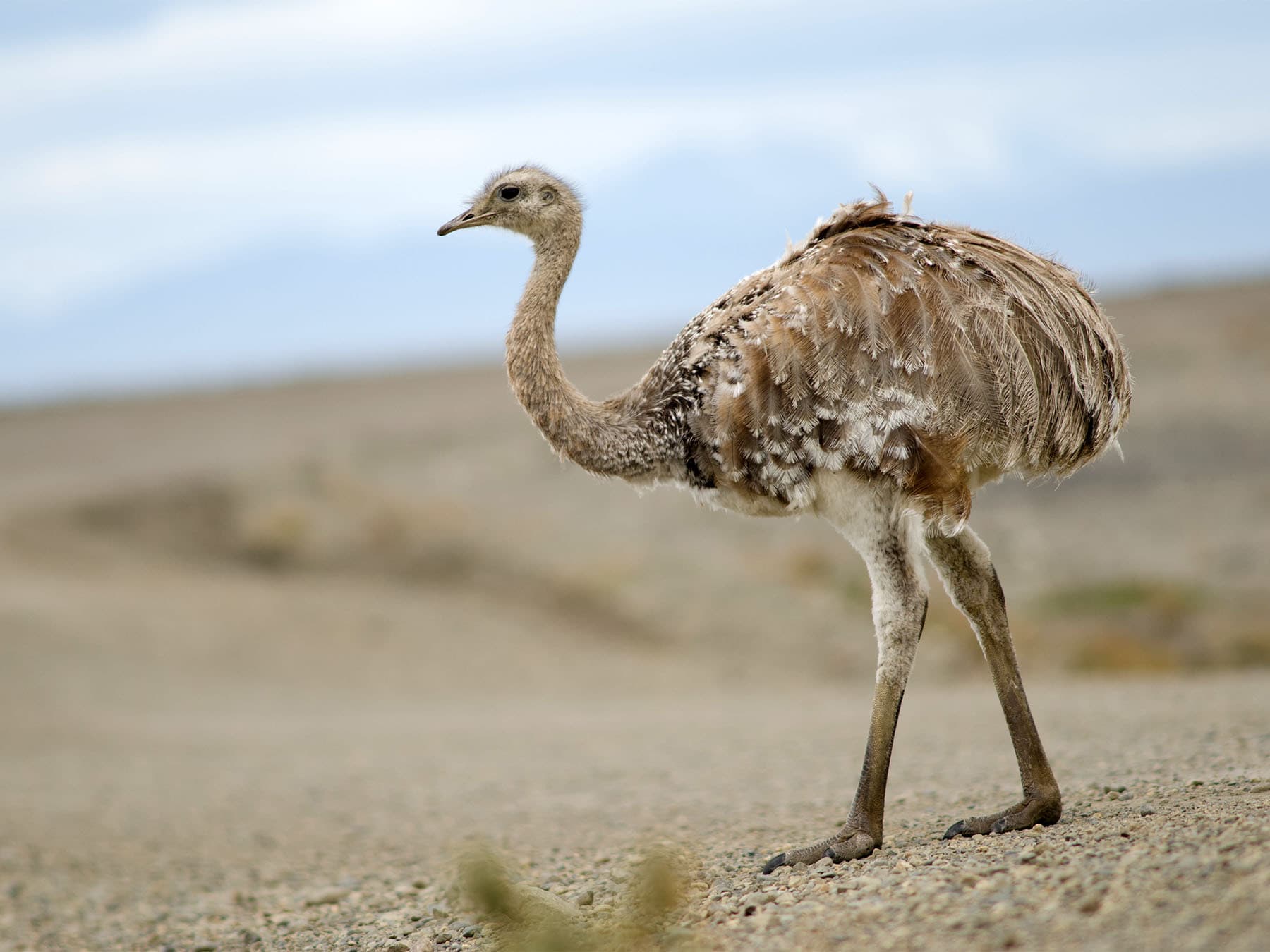 Darwins rhea in natural habitat