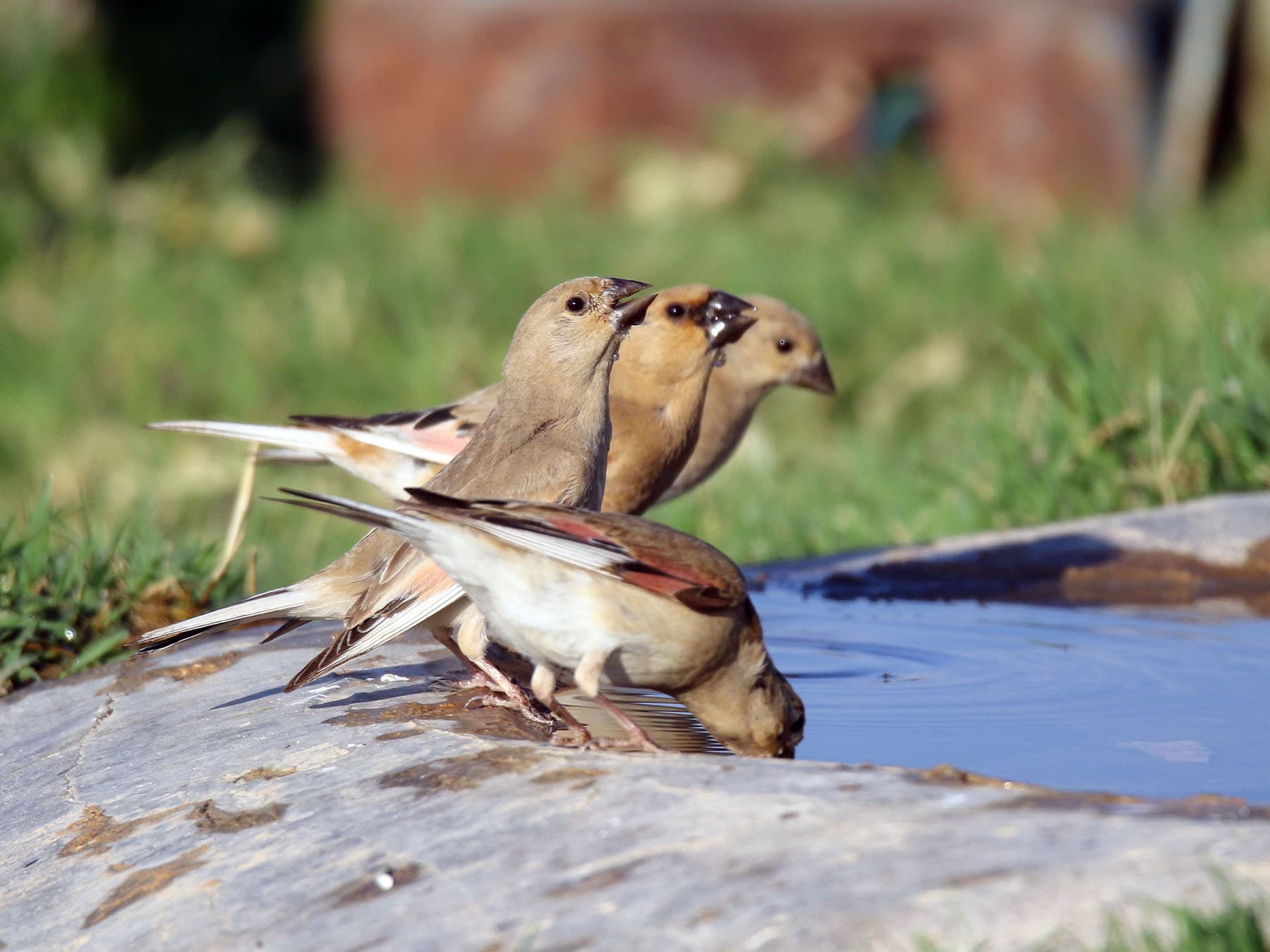 Four Desert Finches at watering hole
