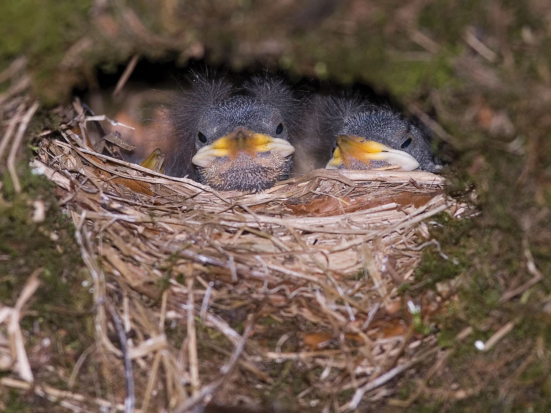 Young White-throated Dipper chicks in the nest