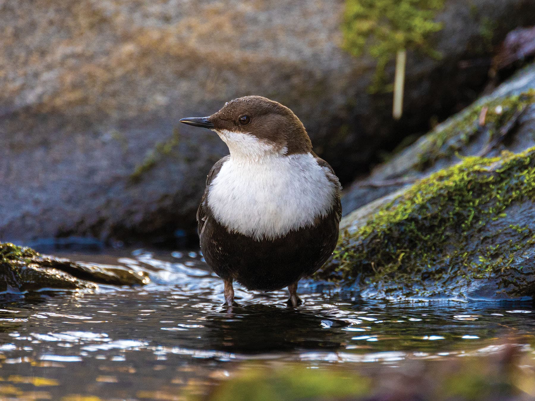 Front on view of a Dipper