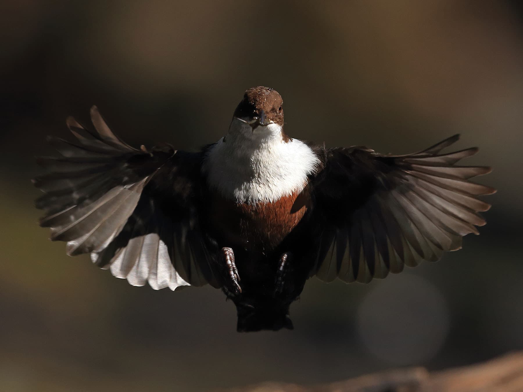 Dipper in flight